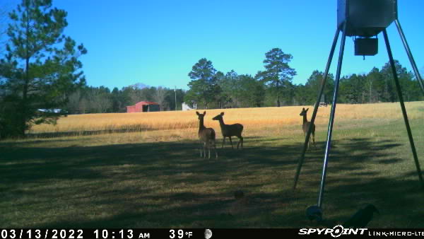 Deer on Cashrock Farm